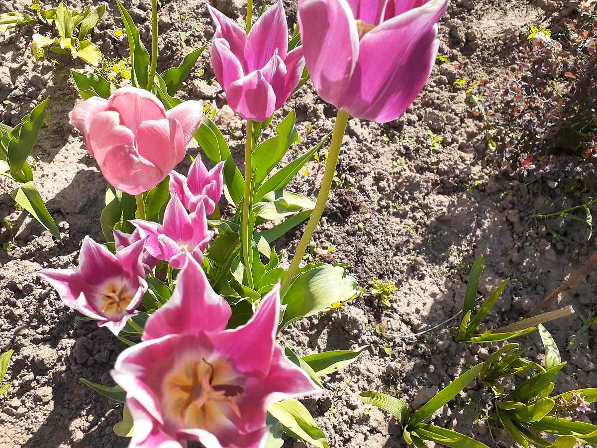 Fotografie tulipánů v zahradě