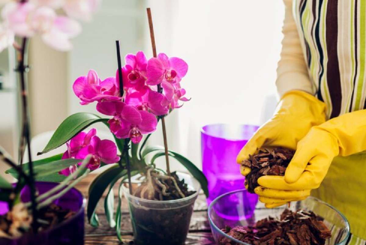 Hnojiva pro květy orchidejí