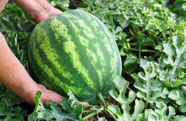 Pěstování melounu 