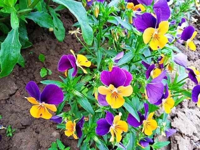 Viola květinová zahrada