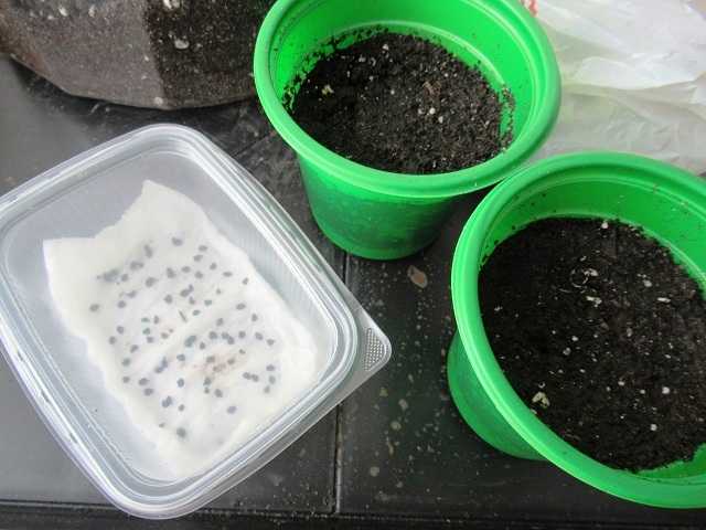 cibule výstavní výsadba semen