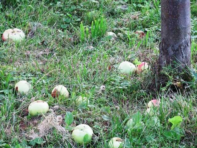 Jak zacházet s jabloní